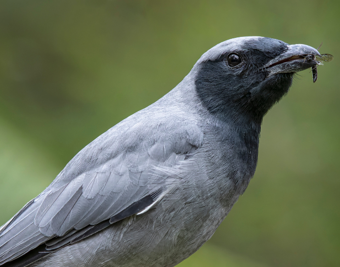 A close-up profile of a black-faced cuckooshrike featuring soft grey plumage and a prominent black facial mask holding an insect in its beak