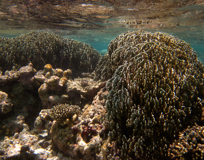 Textured blue coral structure on the sea floor.