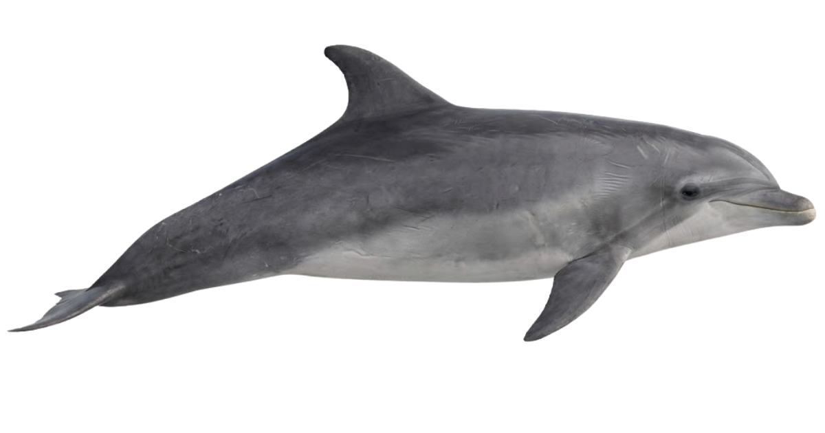 Bottlenose dolphin, one of the species on the deep sea dive