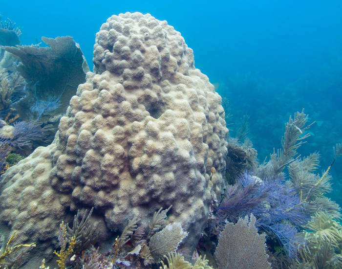 Large, rounded boulder coral formation on a ocean reef.