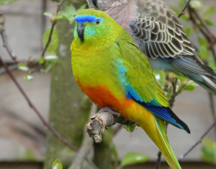A pink-and-grey Bourke's parrot resting on a tree branch outdoors.