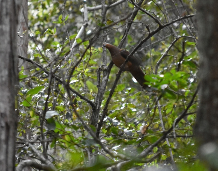 a Brown Cuckoo-Dove  perched on a tree