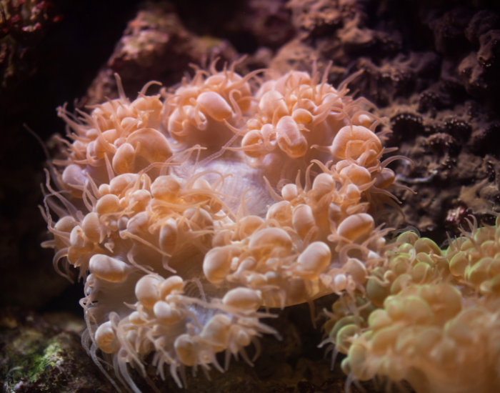 Cluster of smooth, grape-like bubble coral polyps.
