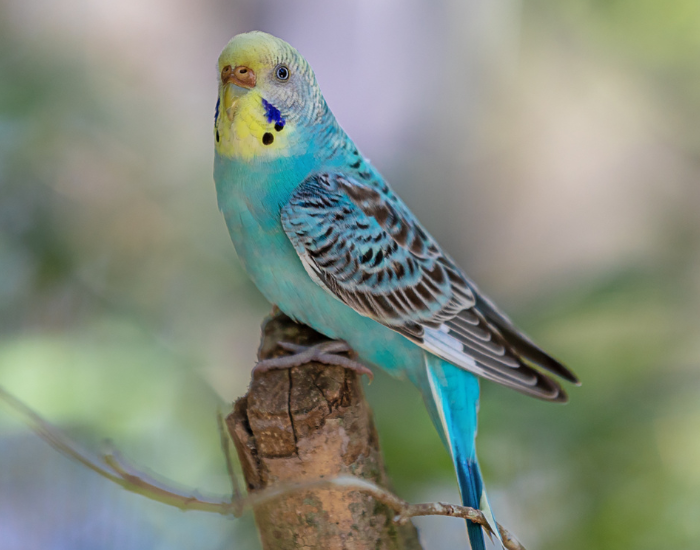 A light blue and white budgerigar perched upright on a wooden post.