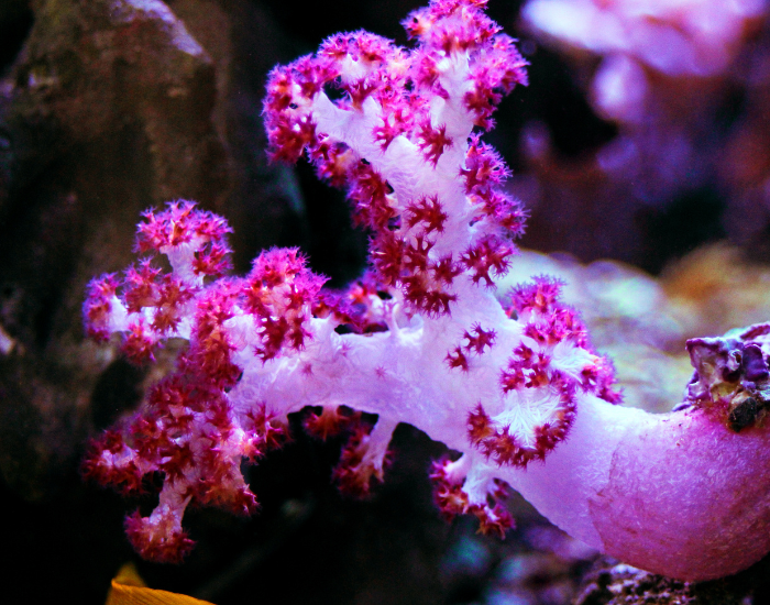 Bright pink soft carnation coral branching out underwater.
