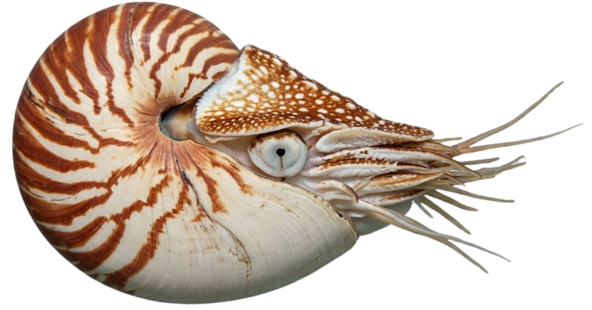 Chambered nautilus, one of the species on the deep sea dive