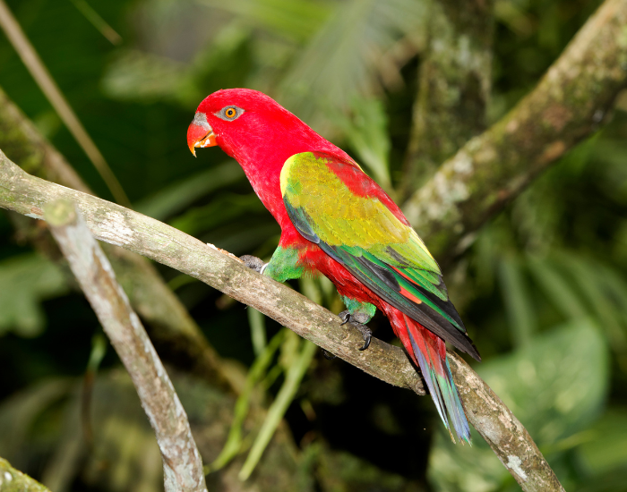A vibrant red chattering lory with bright green wings perched on a tree branch.