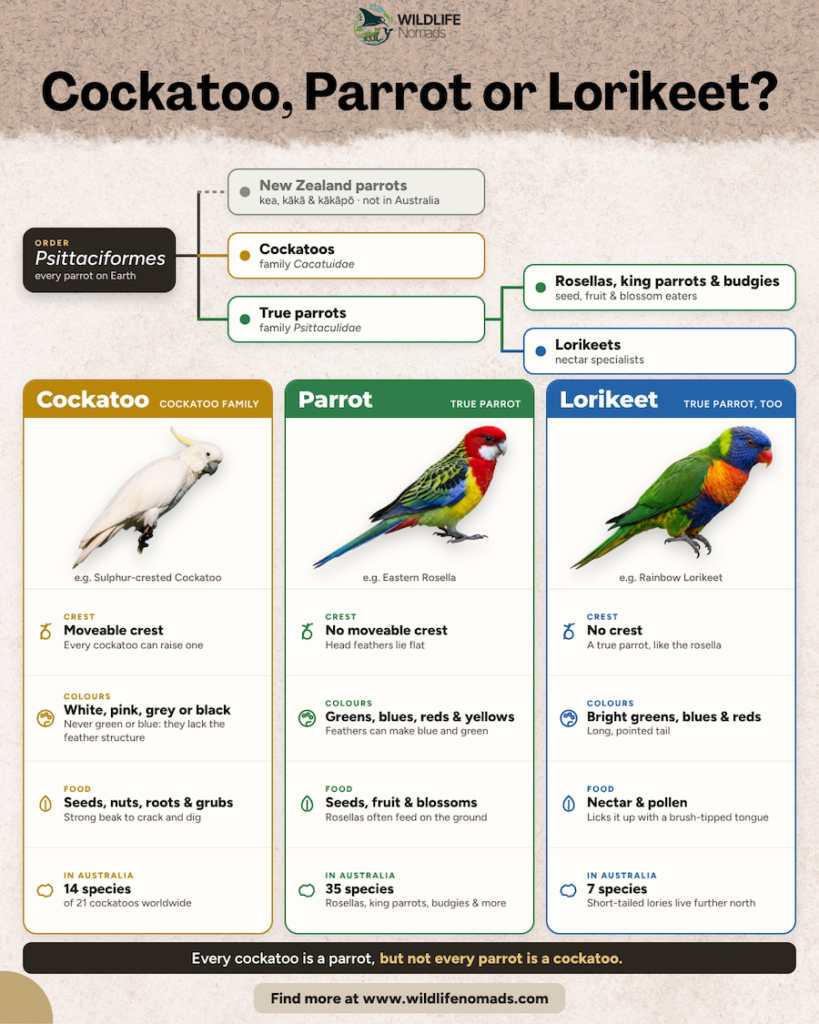 Infographic comparing a sulphur-crested cockatoo, an eastern rosella and a rainbow lorikeet by crest, colours, diet and number of species in Australia. A family tree at the top shows that cockatoos, parrots and lorikeets all belong to the order Psittaciformes.