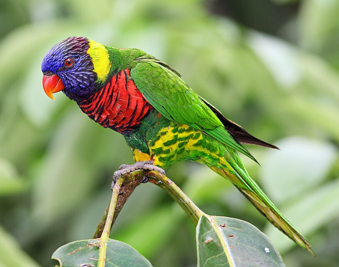 A rainbow-colored coconut lorikeet with a blue head, red breast, green back, and orange beak perching on a leafy plant.