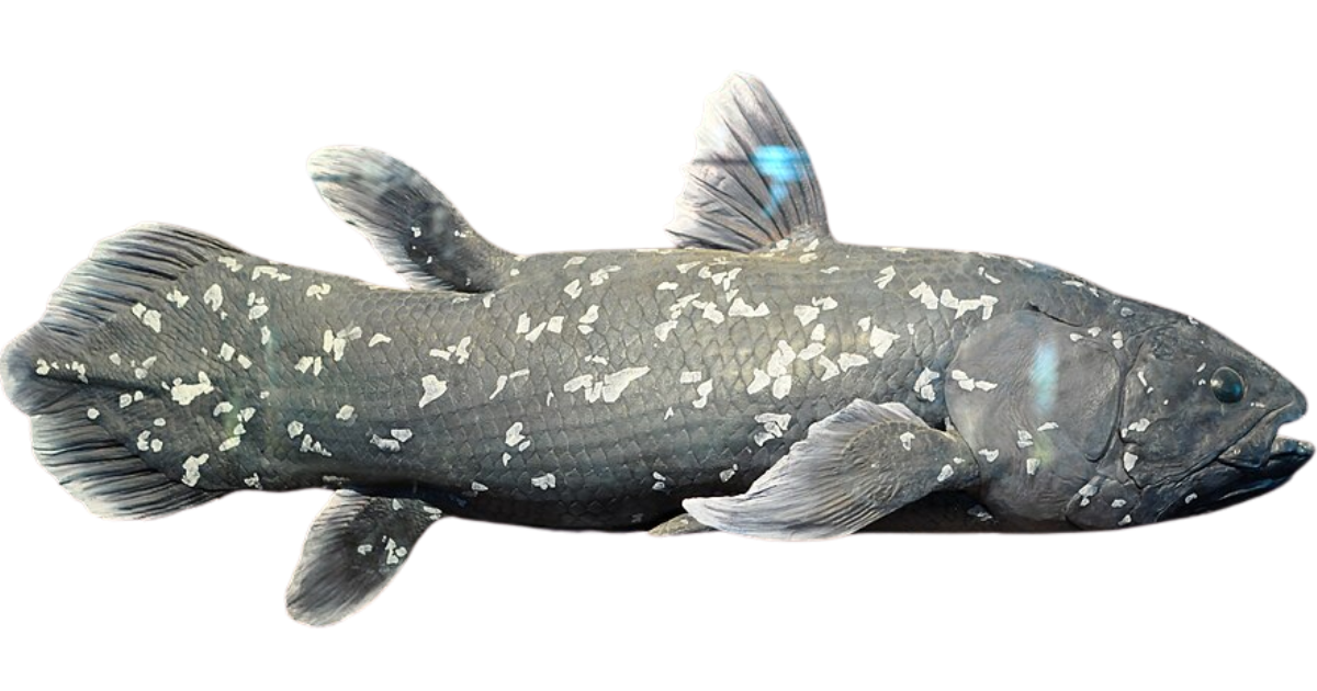Coelacanth, one of the species on the deep sea dive