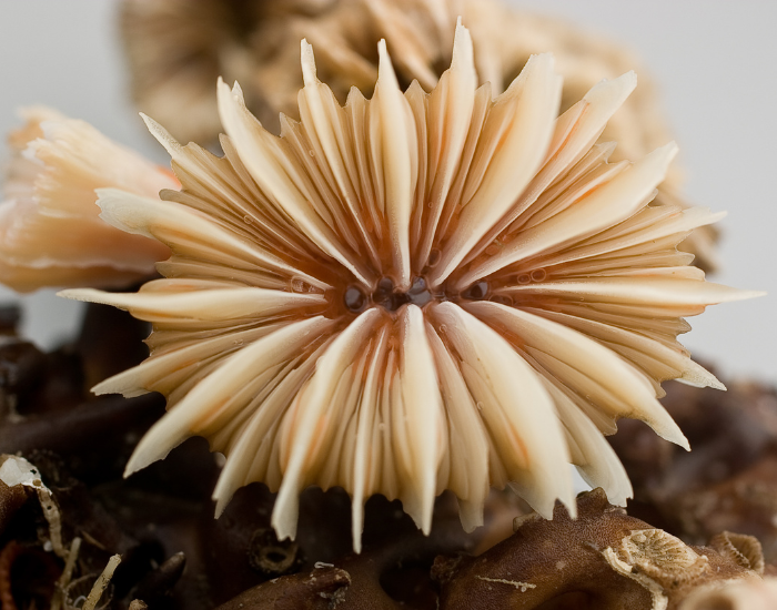 Single pale cold-water cup coral with delicate extended tentacles.