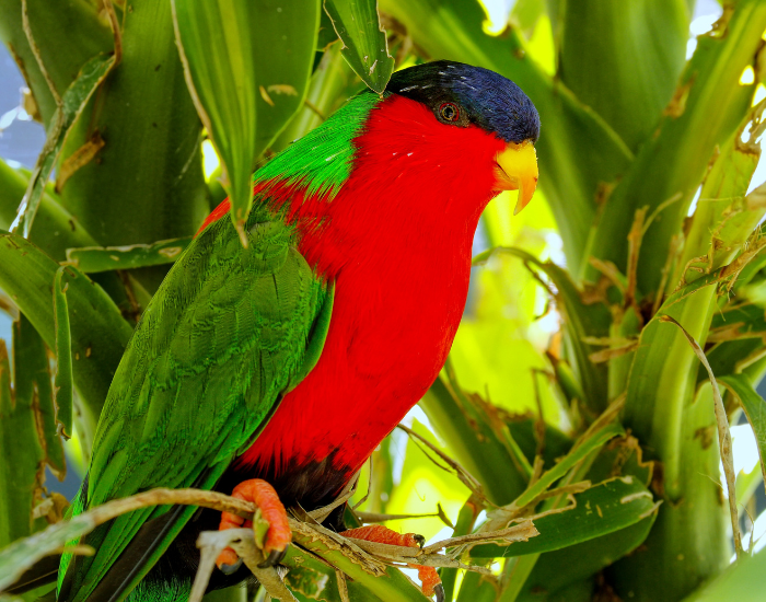 A colorful collared lory with a bright red belly, green wings, and dark blue head perched among lush green tropical leaves.