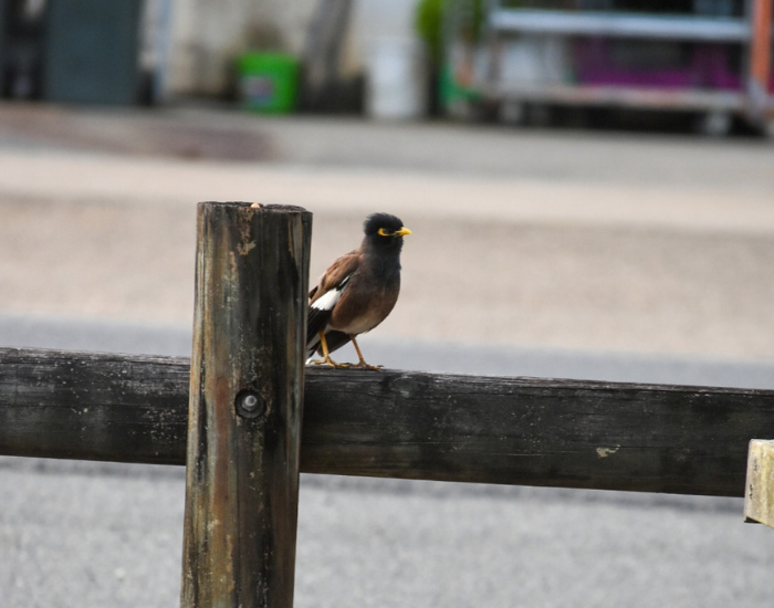 Common Myna perched on a wooden post beside a paved surface.