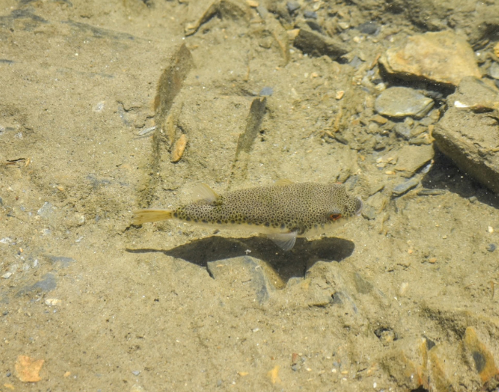 a Common Toadfish swimming on very shallow water