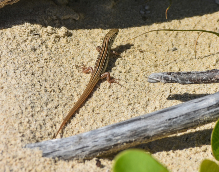 a Copper-tailed Ctenotus lizard basking under the sun standing on sand