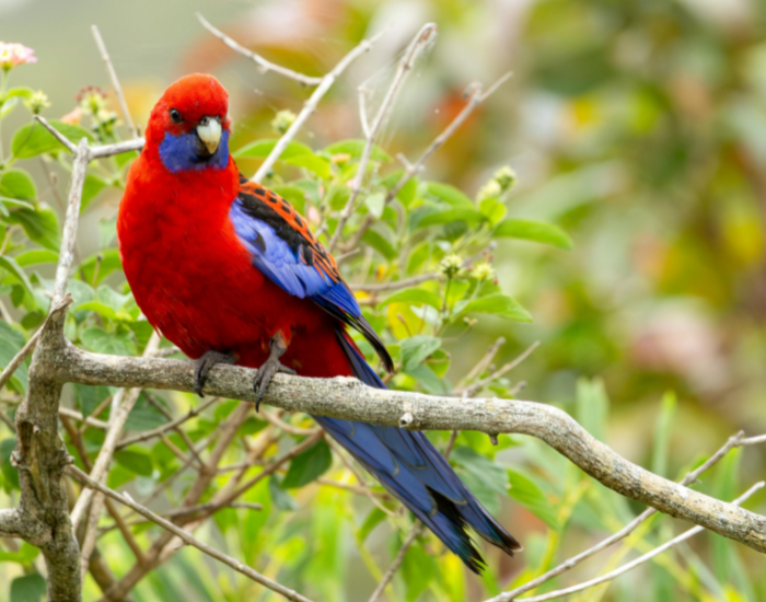 A vibrant red and blue Crimson Rosella parrot perched on a natural tree branch.