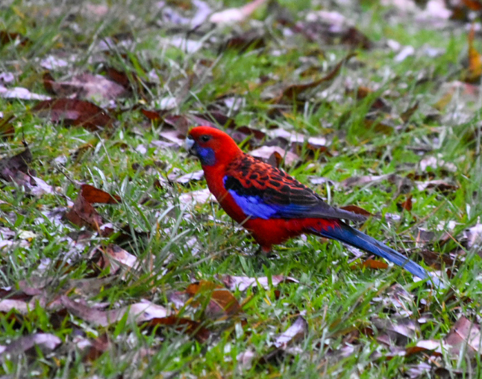 a Crimson rosella on the ground at gloucester