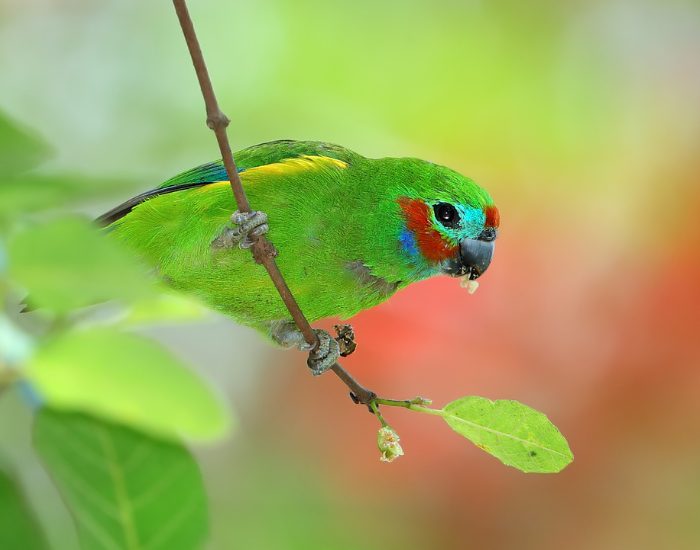 A small, bright green Double-eyed Fig Parrot perched among foliage.