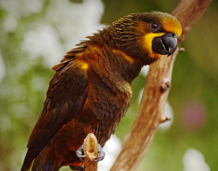 A brownish-gold Duivenbode's lory with yellow facial markings leaning forward on a wooden perch.