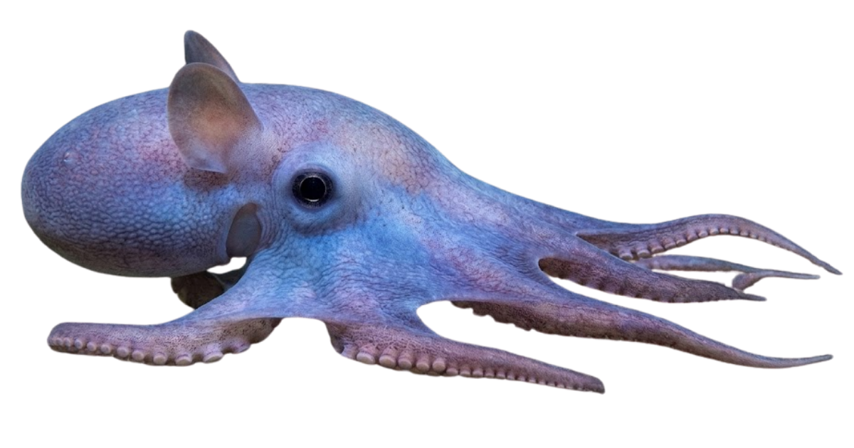 Dumbo octopus, one of the species on the deep sea dive