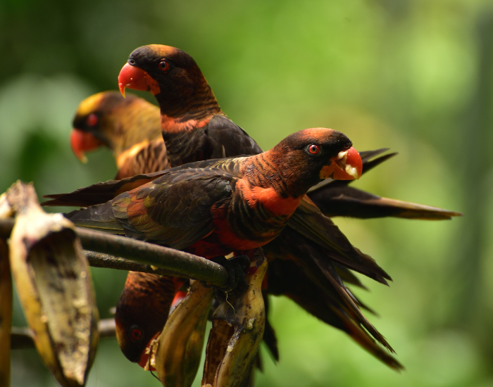 A group of dark, orange-banded dusky lories with red beaks feeding together on a branch.