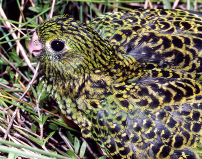 An Eastern Ground Parrot camouflaged in dense ground vegetation.