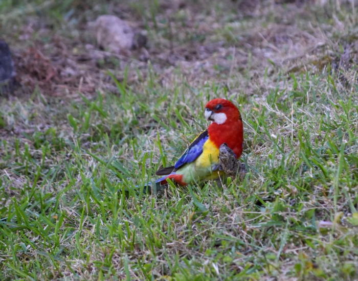 an eastern rosella on the ground
