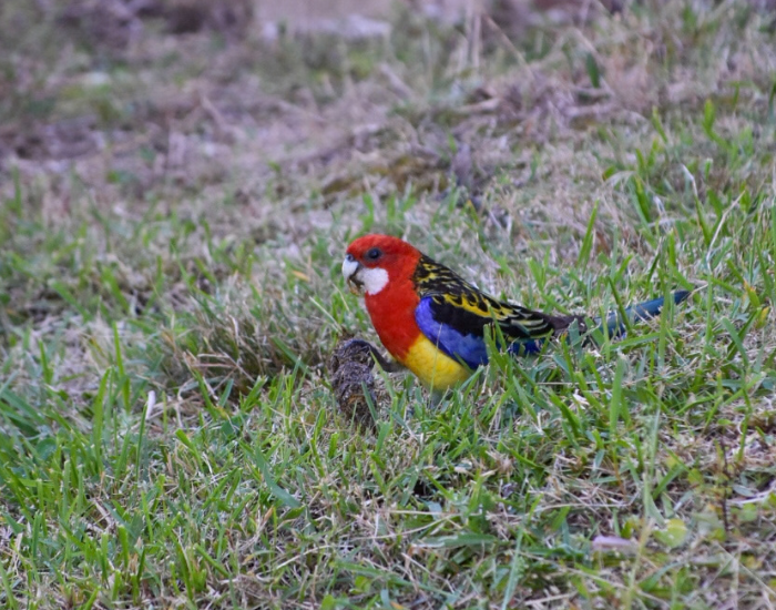 a brightly colored Eastern Rosella resting on low grassy turf.