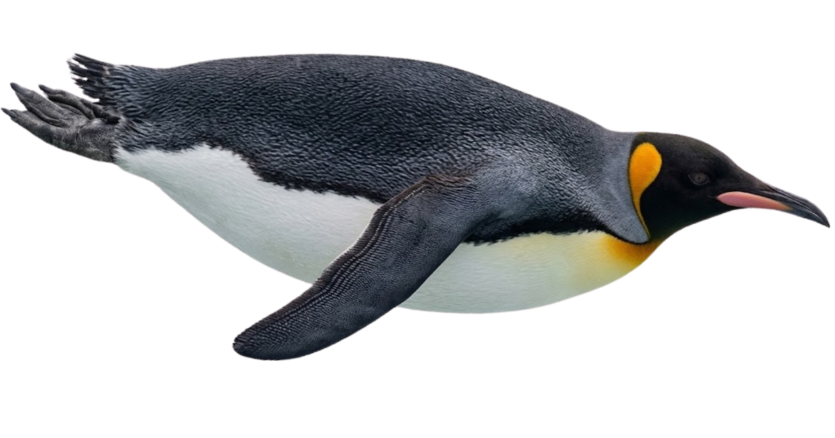 Emperor penguin, one of the species on the deep sea dive