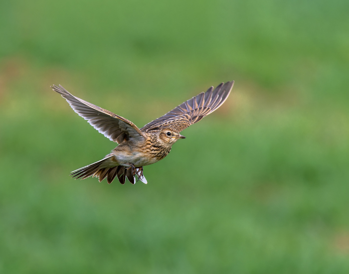 Eurasian Skylark flying with green background