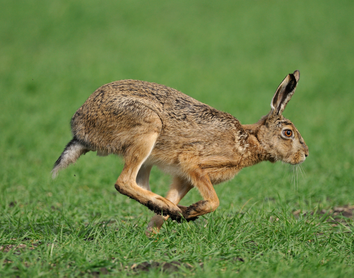 an European Brown Hare  jumping on a meadow