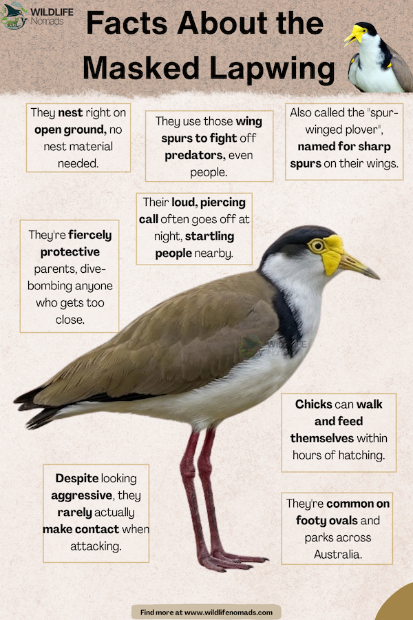 facts about Facts About the Masked Lapwing infographic