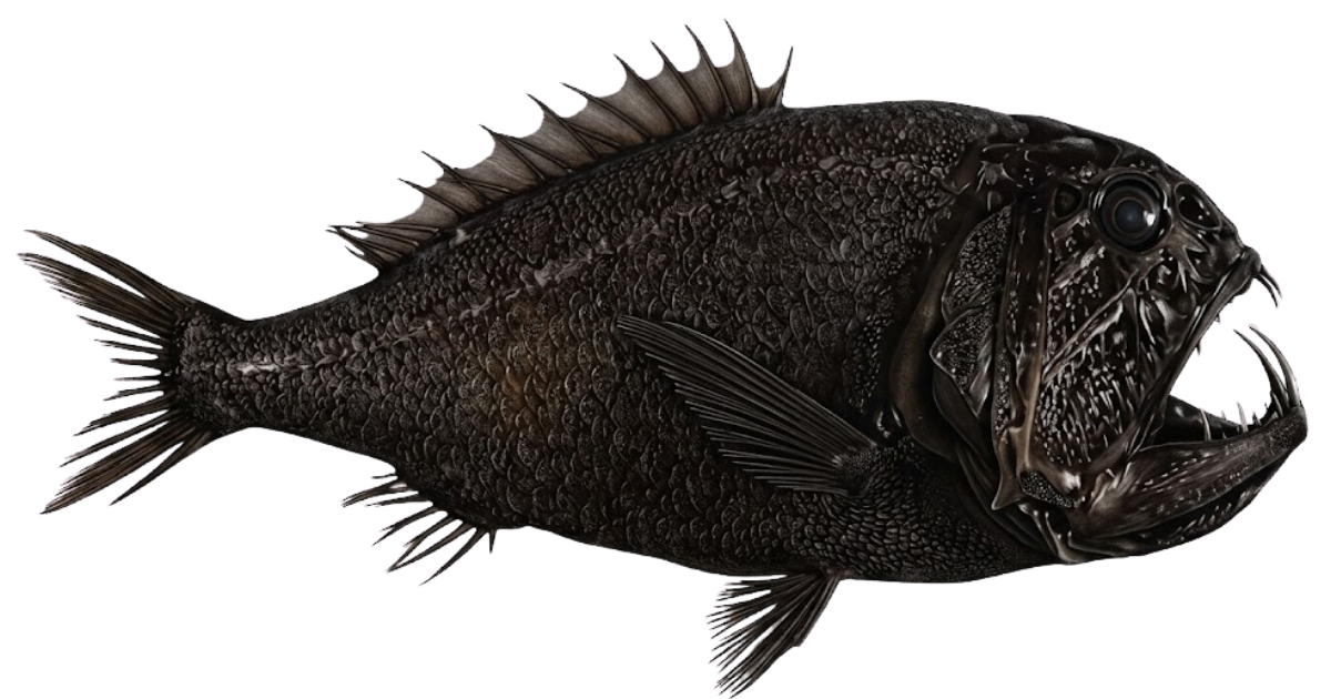 Fangtooth, one of the species on the deep sea dive