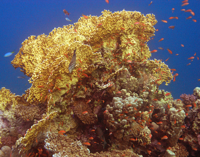 Branching yellow-orange fire coral structure on a coral reef.