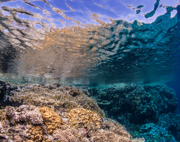 A fringing coral reef growing straight out from the shore