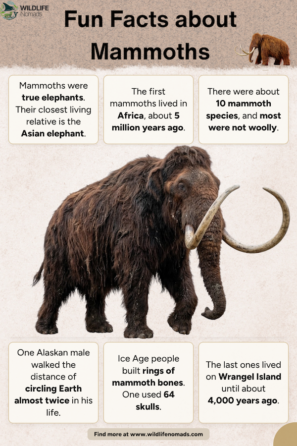 Infographic titled "Fun Facts about Mammoths" featuring a central illustration of a woolly mammoth surrounded by text boxes detailing six facts about mammoths, with the Wildlife Nomads logo at the top and website footer at the bottom