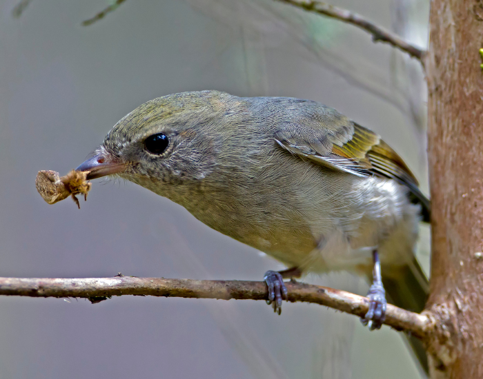 a Golden Whistler with an insect on its beak perched on a tree branch