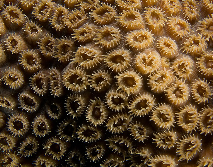 Close-up view of starry, rounded star coral polyps.