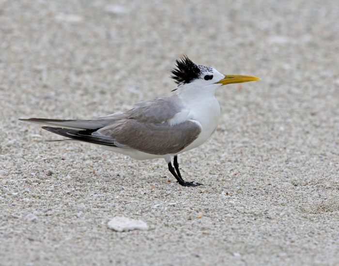 a Greater Crested Tern on sand