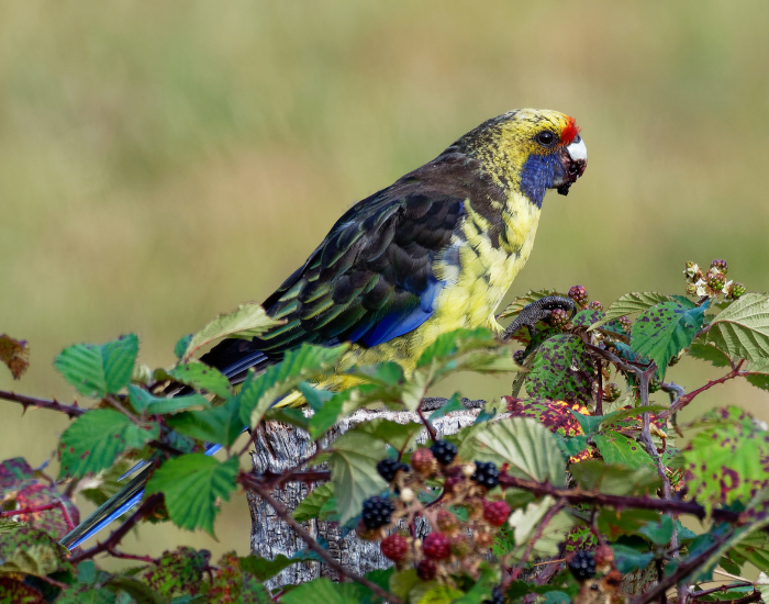A Green Rosella parrot perched on a branch surrounded by outdoor greenery.