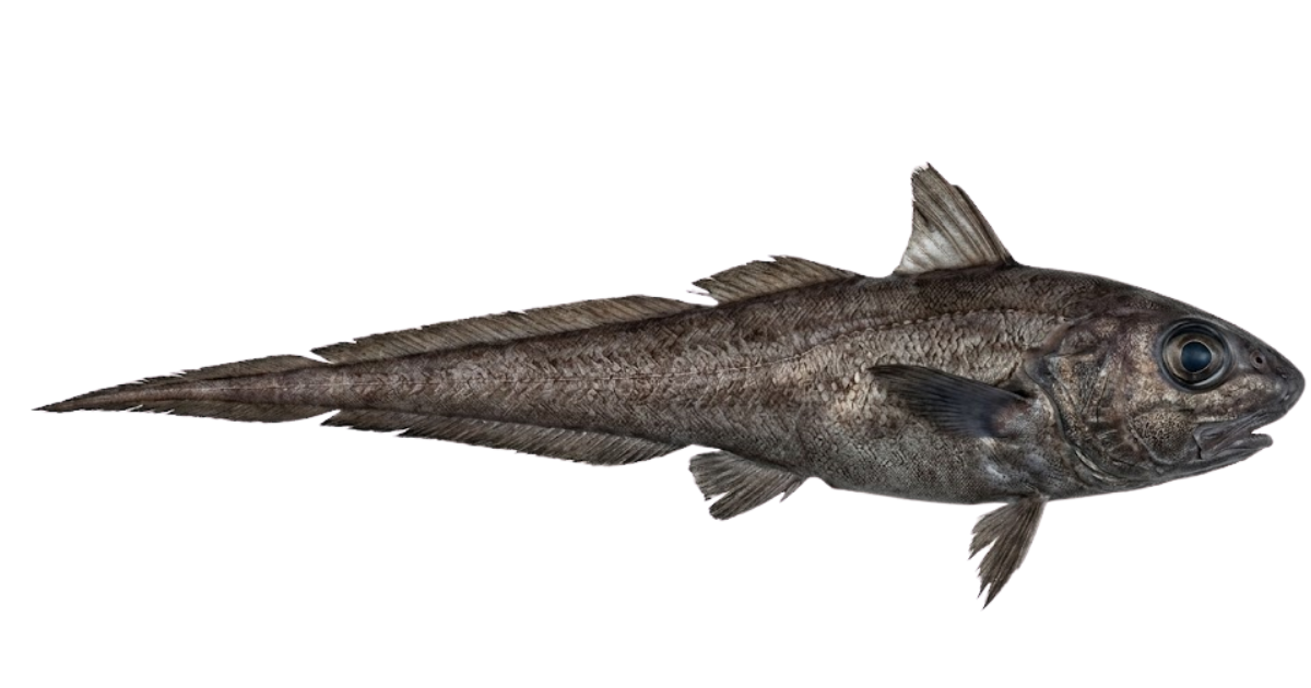 Grenadier (rattail), one of the species on the deep sea dive
