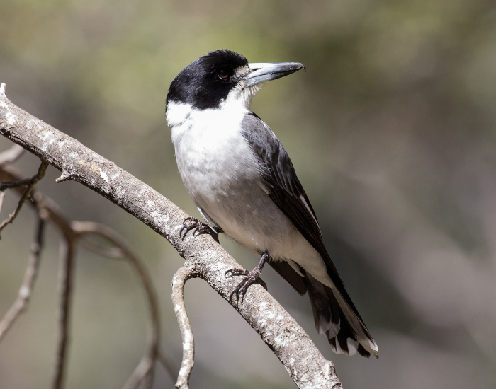 Grey Butcherbird perched
