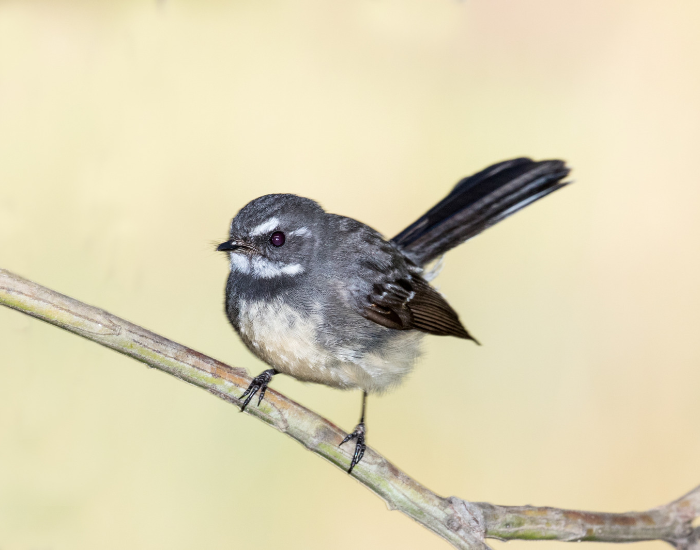 close up of a small Grey Fantail perched on a thin branch