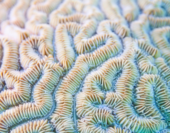 Close-up of brain coral displaying intricate, winding surface grooves.