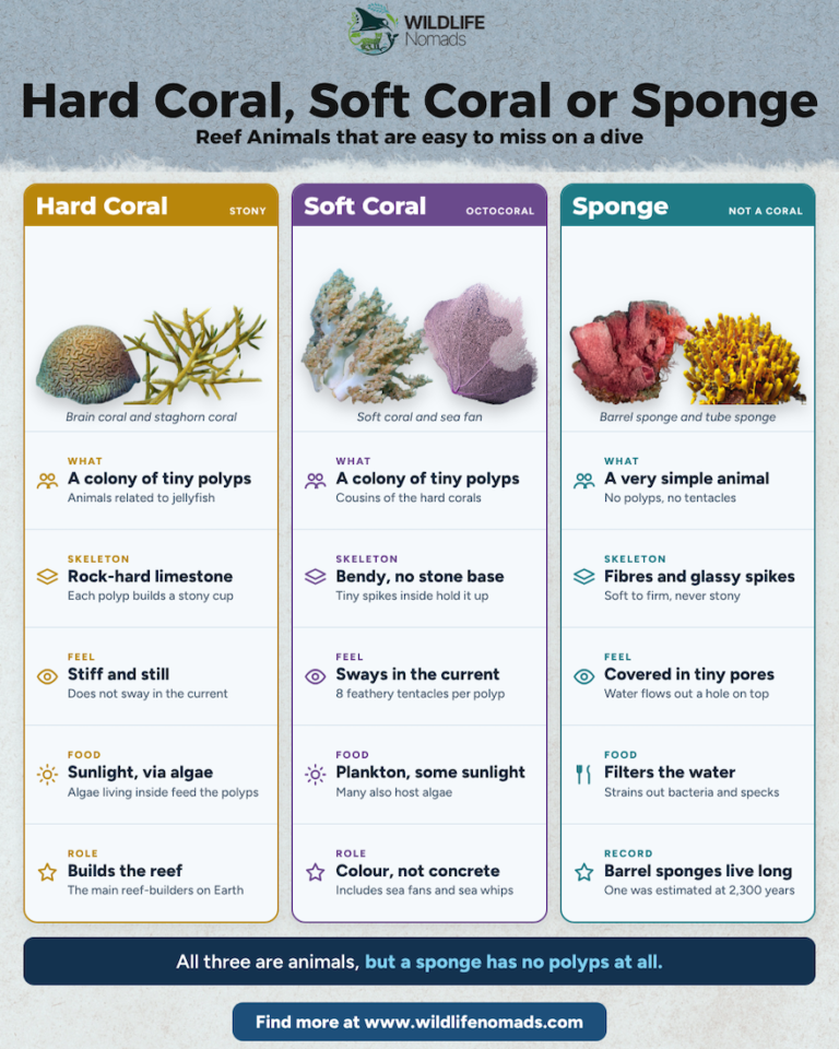 Wildlife Nomads infographic comparing hard coral, soft coral and sponge by what they are, skeleton, feel, food and role on the reef. Caption: