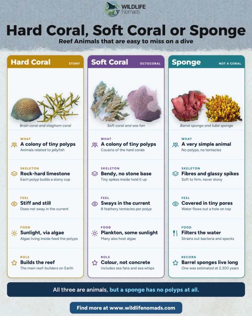 Wildlife Nomads infographic comparing hard coral, soft coral and sponge by what they are, skeleton, feel, food and role on the reef. Caption: 