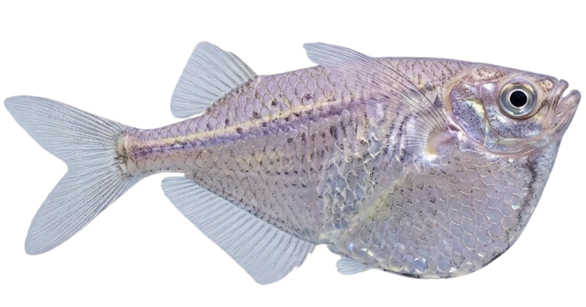 Hatchetfish, one of the species on the deep sea dive