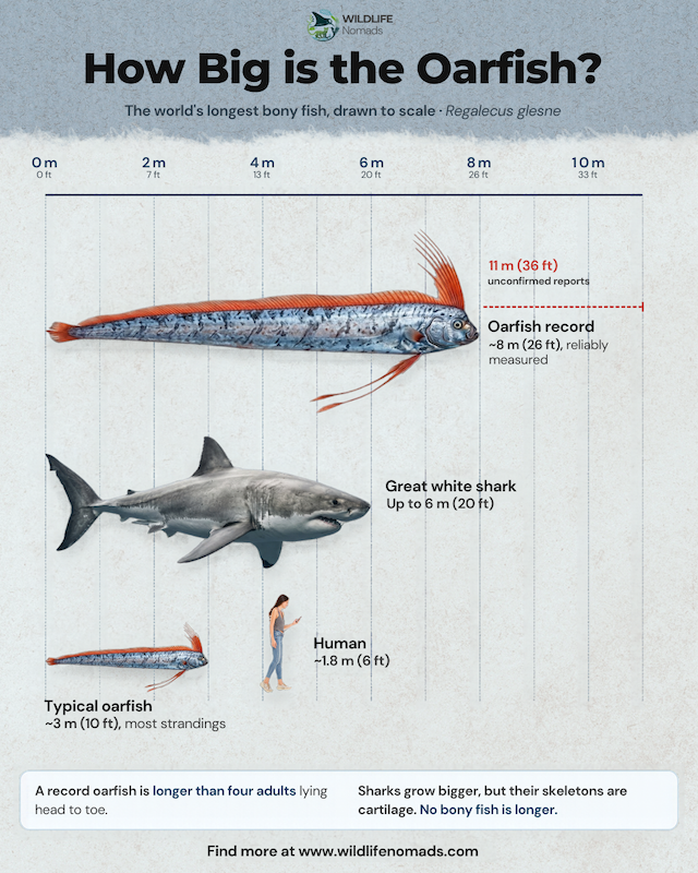 Oarfish Size Comparison Infographic: An infographic titled "How Big is the Oarfish?" comparing a typical 3-meter oarfish and a record 8-meter oarfish to a 6-meter great white shark and a 1.8-meter human