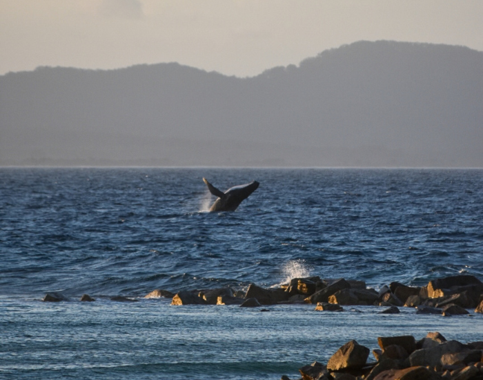 A humpback whale breaching in open dark ocean waters near the horizon under a clear sky