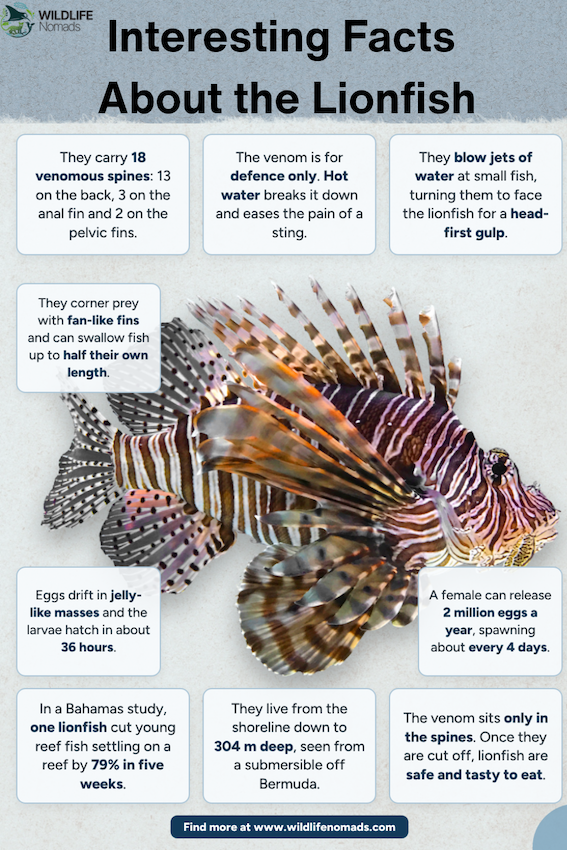 Alt text: Infographic showing a lionfish surrounded by facts about its venomous spines, breeding habits, and hunting tactics.